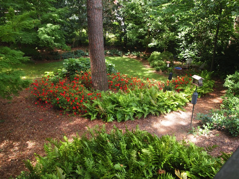 Mulched paths woodland